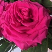 Psychic TestZonePA x4653