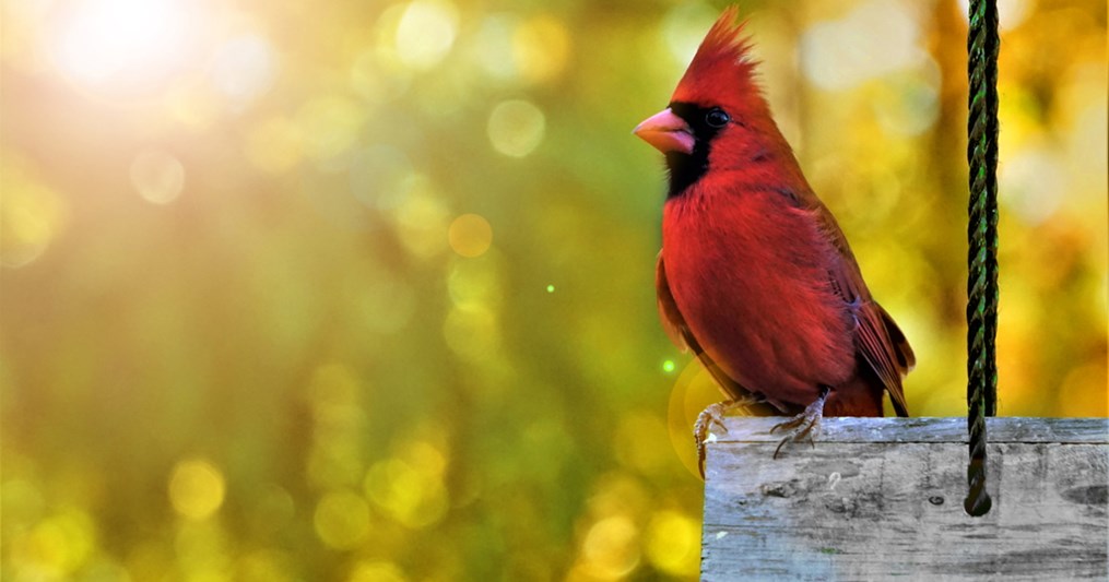 That cardinal out your window has a very significant meaning.
