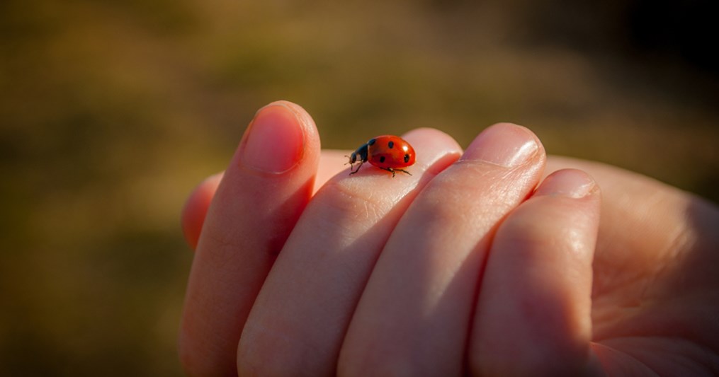 Hey, little ladybug, what message of good luck and resilience are you here to share?
