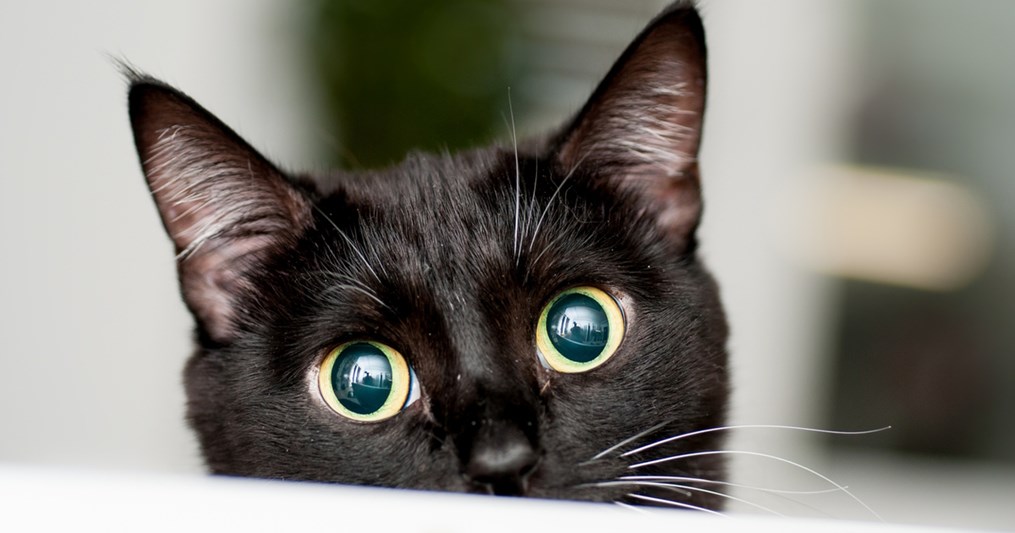 Spotting a black cat isn't the frightening omen you might think it is!
